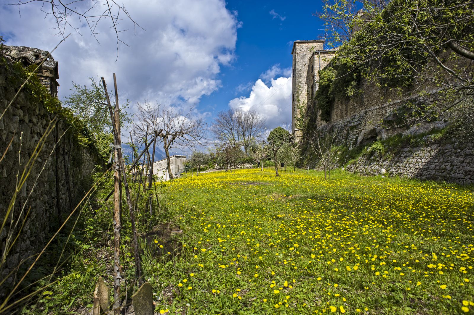 Flowering meadow of the orchard