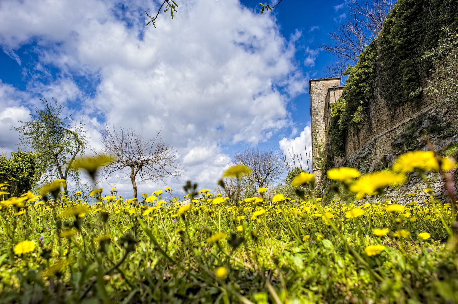 Flowering meadow of the orchard